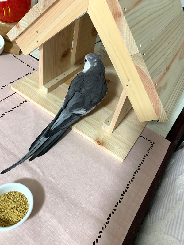 ペット