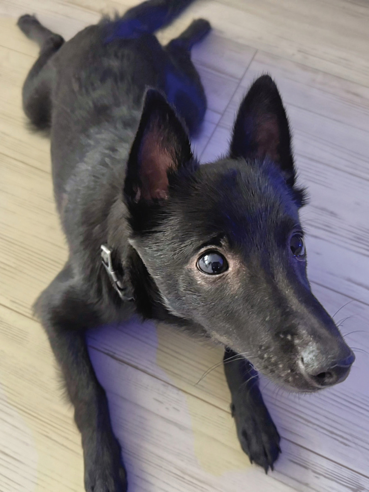 愛犬