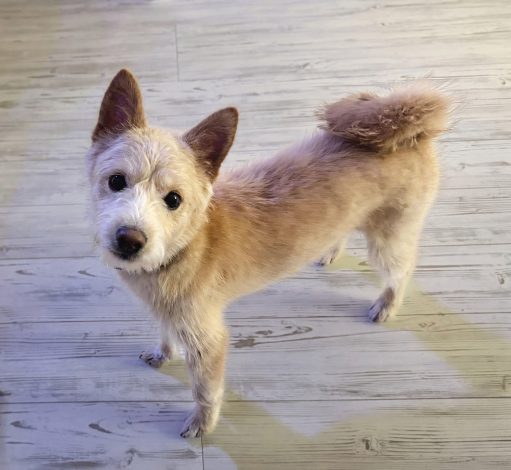 愛犬